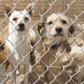 The Best Pet-Friendly Neighborhoods in Maricopa County, AZ